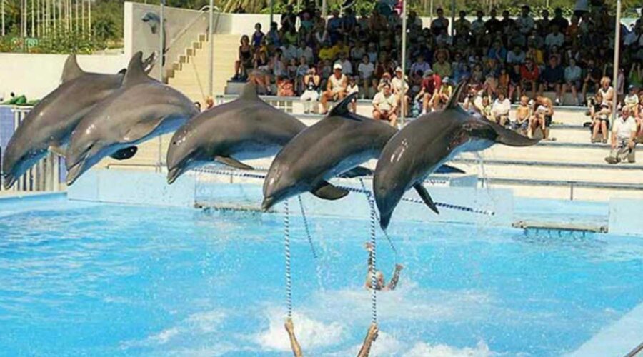 Agadir Dolphin World